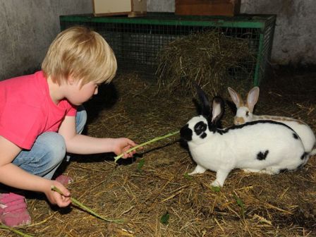 Kaninchen
