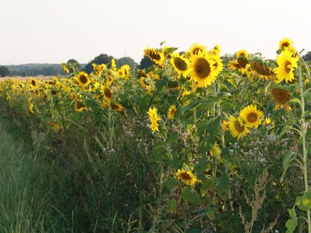 Sonnenblumen