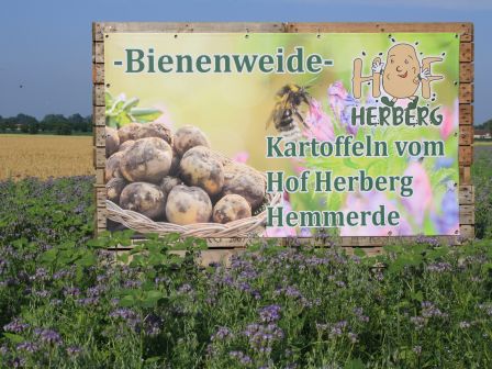 Blumenweide