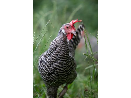 1 Huhn