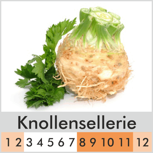 Knollensellerie