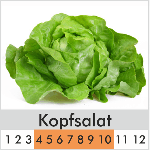 Kopfsalat