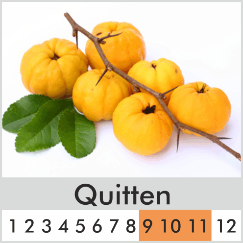 Quitten