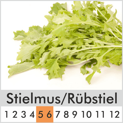 Stielmus/Rübstiel