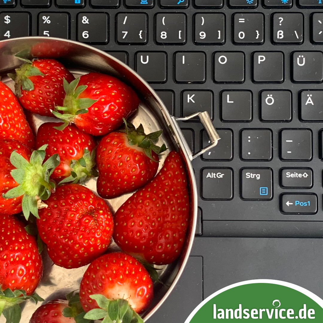 Erdbeerschale am Arbeitsplatz