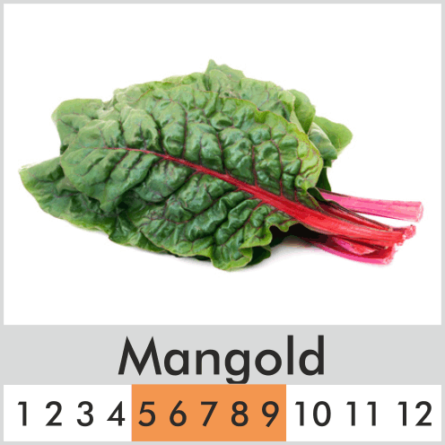 Mangold