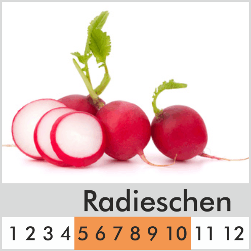 Radieschen