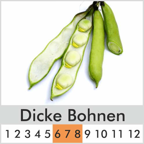 Dicke Bohnen
