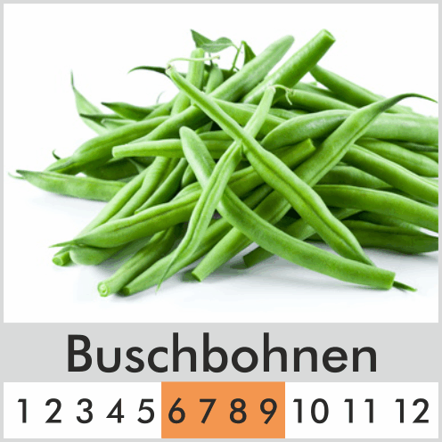 Buschbohnen