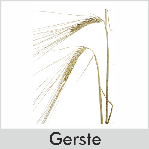 Gerste