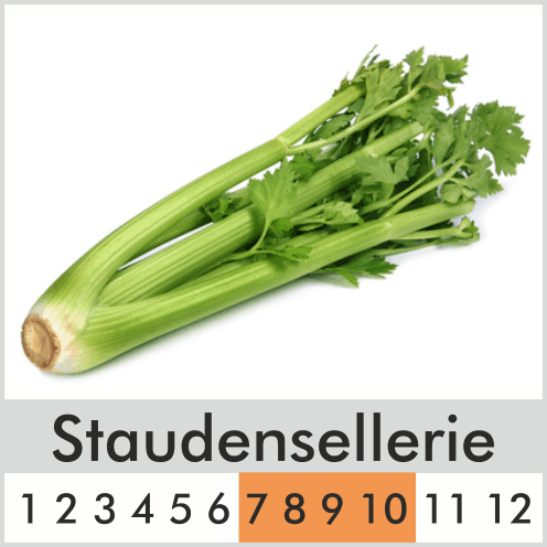 Staudensellerie