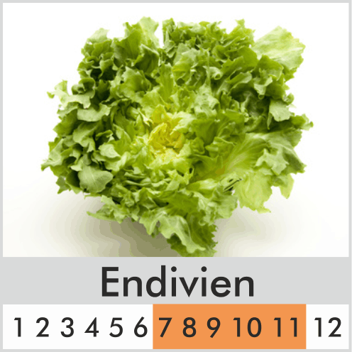 Endivien