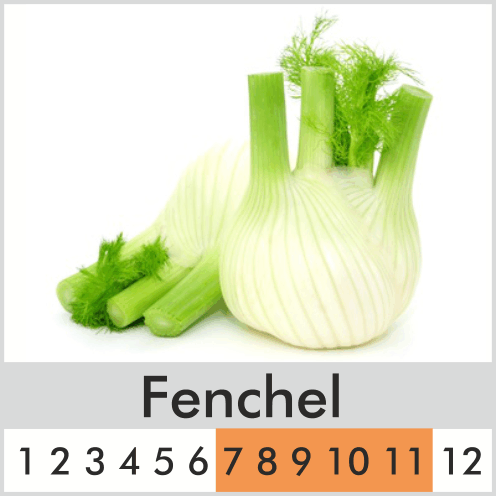 Fenchel