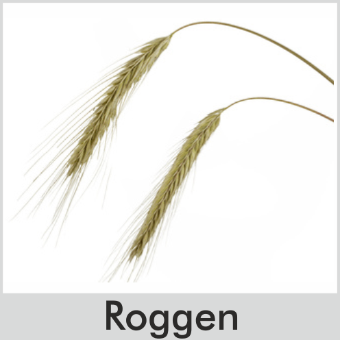 Roggen