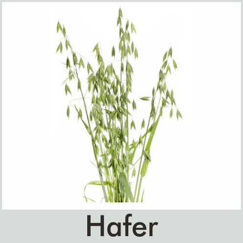 Hafer