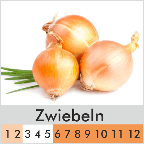Zwiebeln