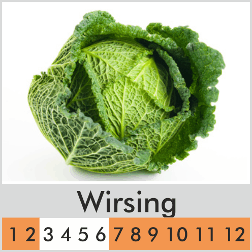Wirsing