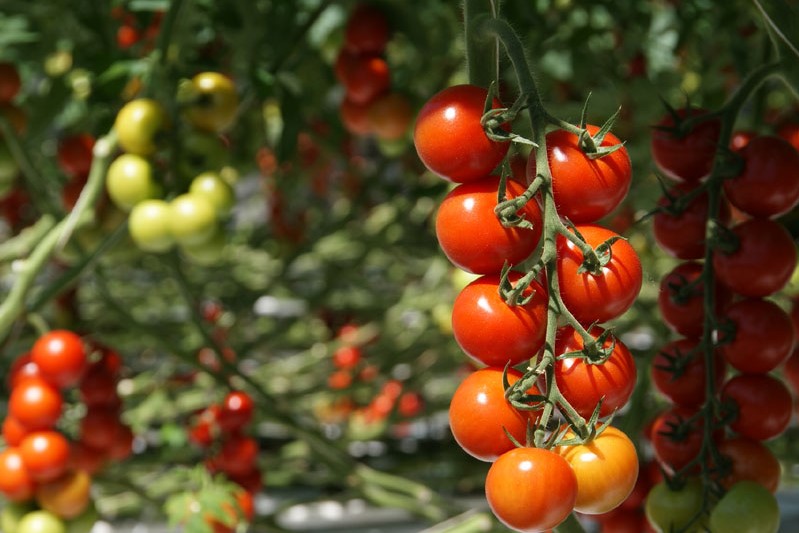 Cocktailtomaten Tipps zum Anbau
