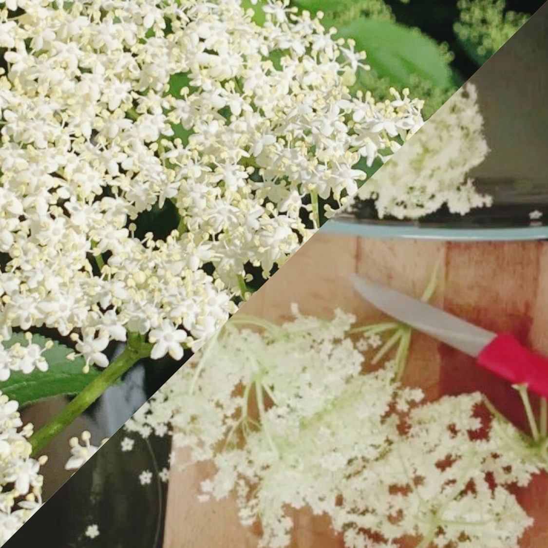 Holunderblütensirup
