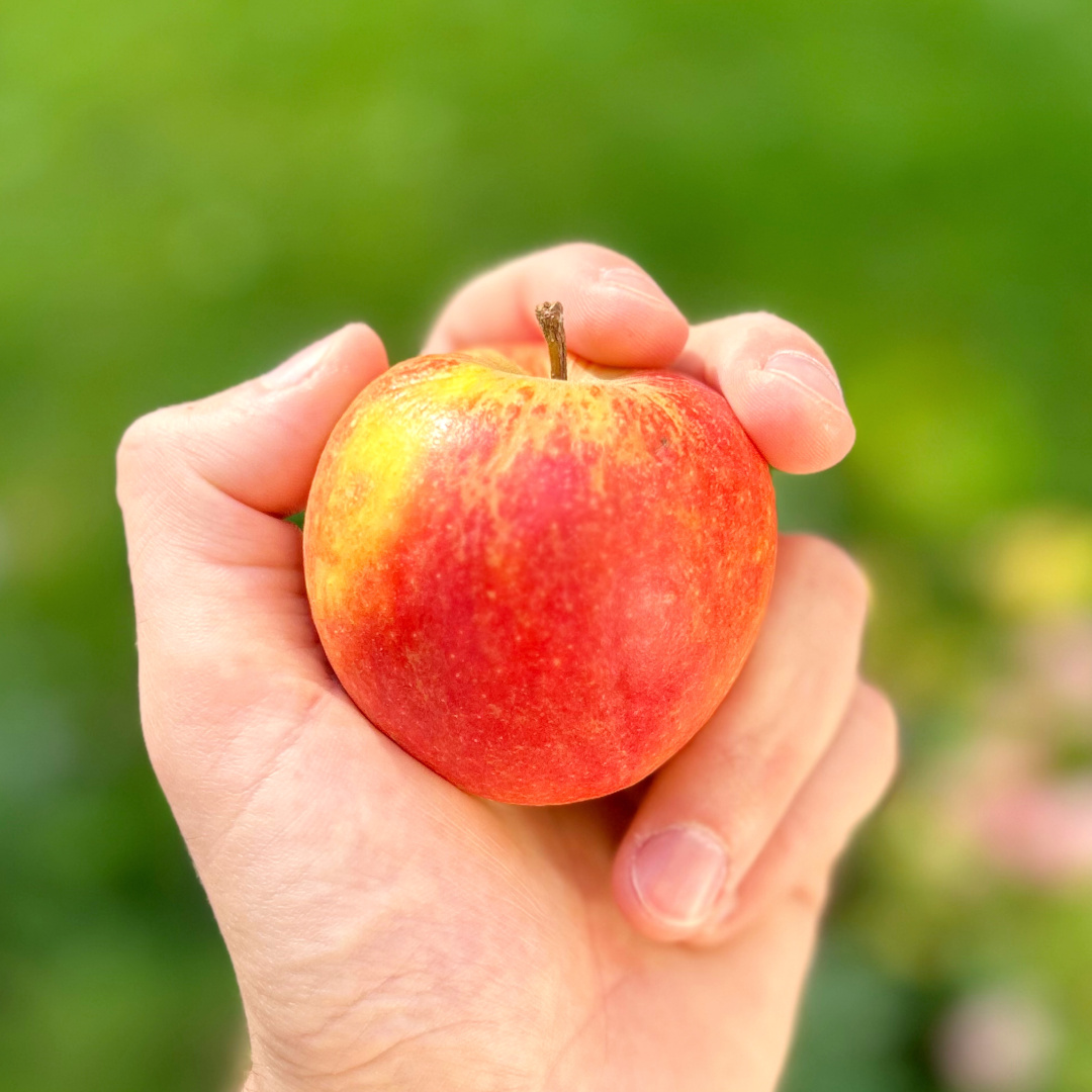 Was ist eine Portionsgröße?