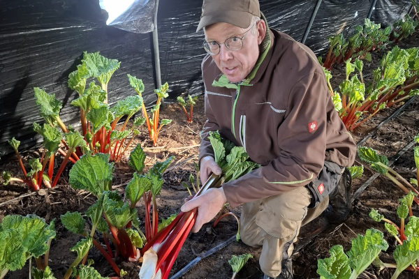 Die Rhabarberernte im Tunnel hat begonnen!