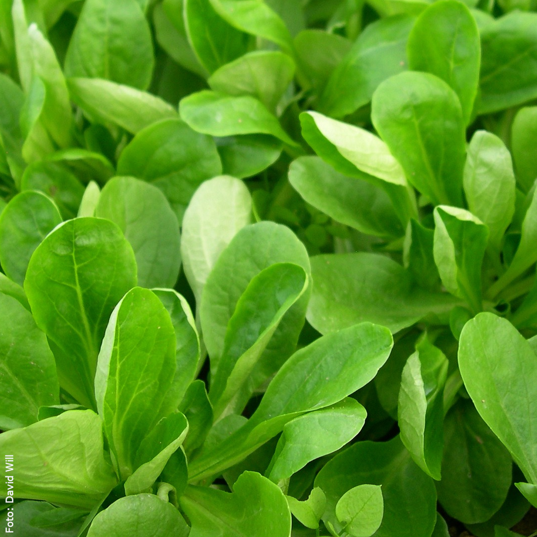 Knackiger Feldsalat