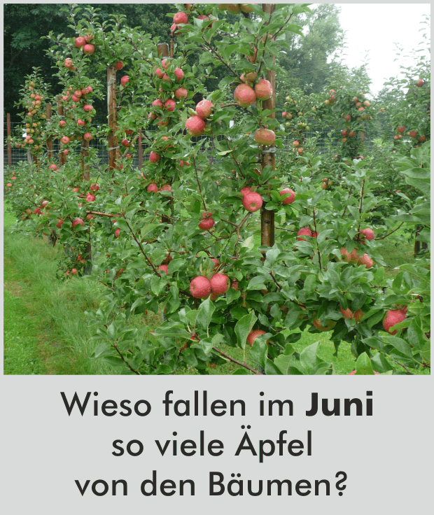 Wieso fallen im Juni so viele Äpfel von den Bäumen?