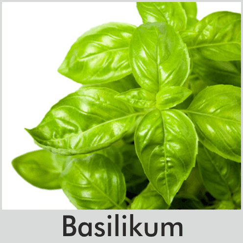 Basilikum
