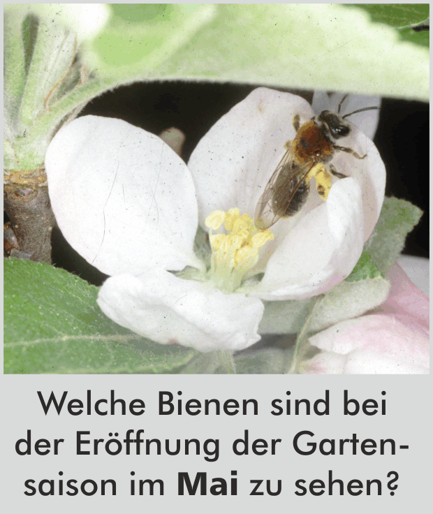Welche Bienen sind bei der Eröffnung der Gartensaison im Mai schon zu sehen?