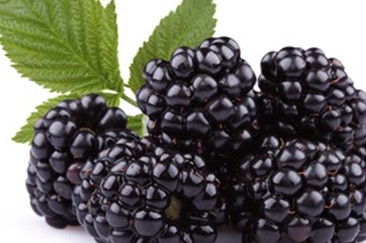 Brombeeren für eine Ricotta-Creme mit Brombeeren
