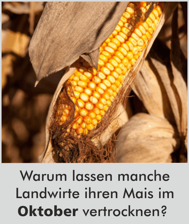 Warum lassen manche Landwirte ihren Mais im Oktober vertrocknen?