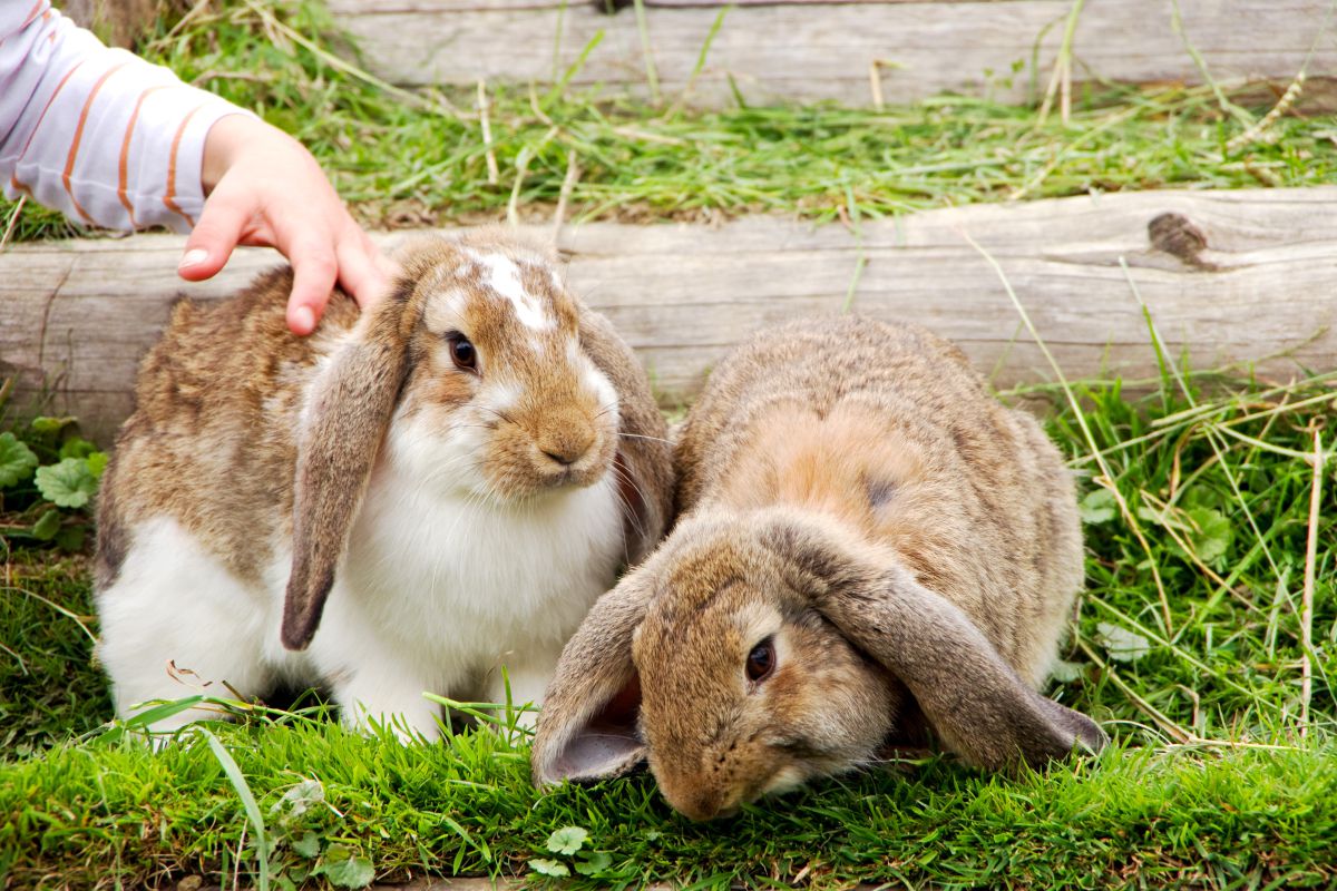 Streicheltiere in der Nähe