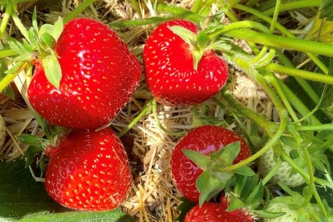 frische Erdbeeren vom Hof