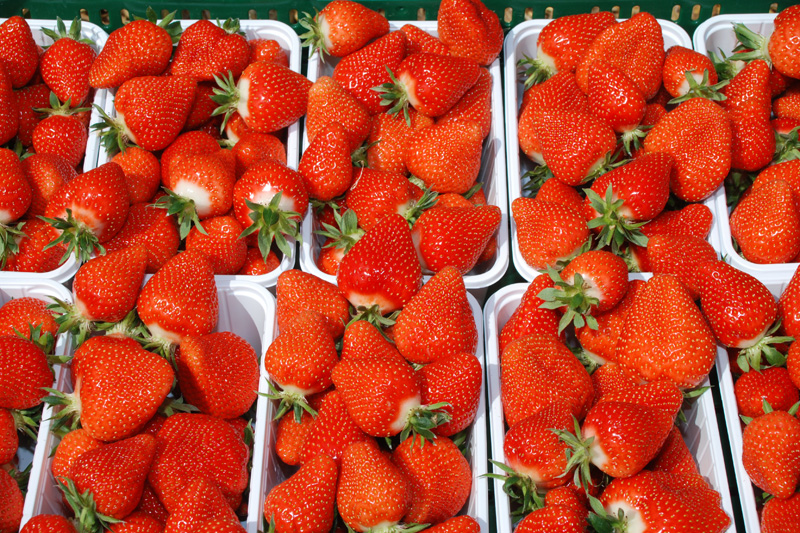 Erdbeeren
