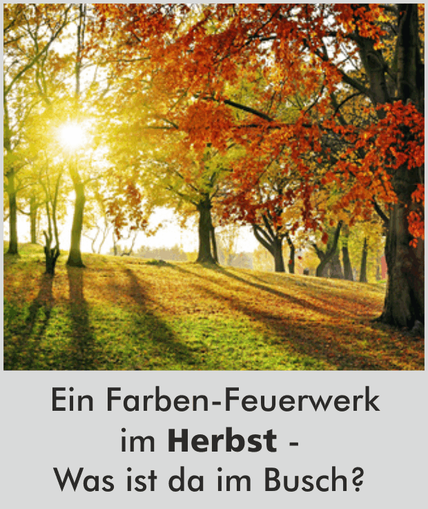 Ein Farben-Feuerwerk im Herbst - Was ist da im Busch los?