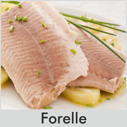 Forelle