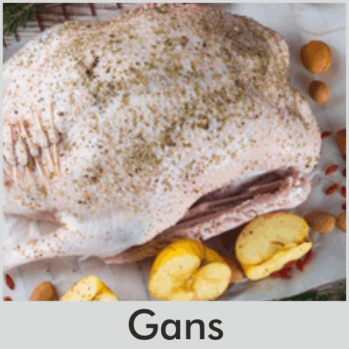 Gans