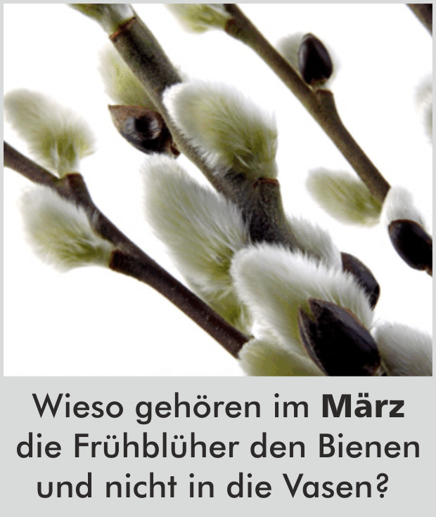 Wieso gehören im März die frühblühenden Wildgehölze den Bienen und nicht in die Vasen?