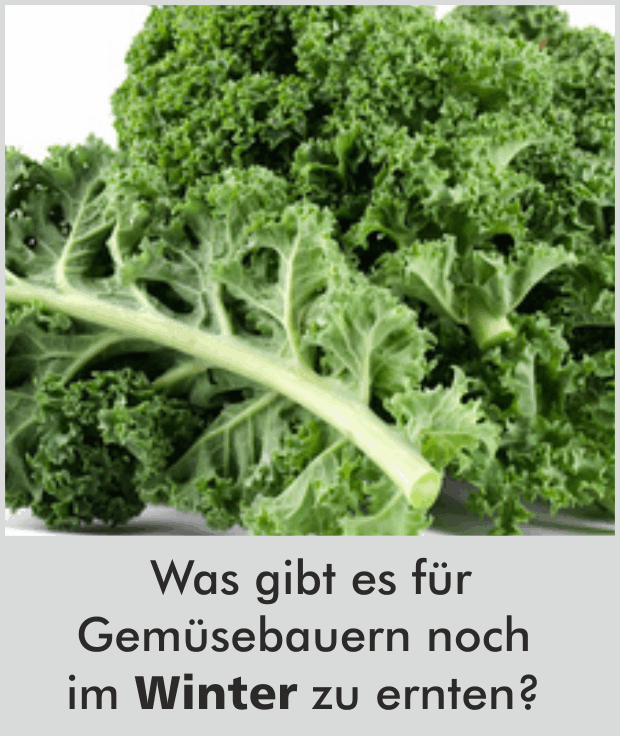 Was gibt es für Gemüsebauern noch im Winter zu ernten?