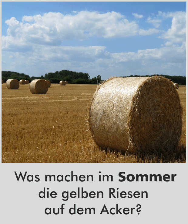 Was machen im Sommer die gelben Riesen auf dem Acker?