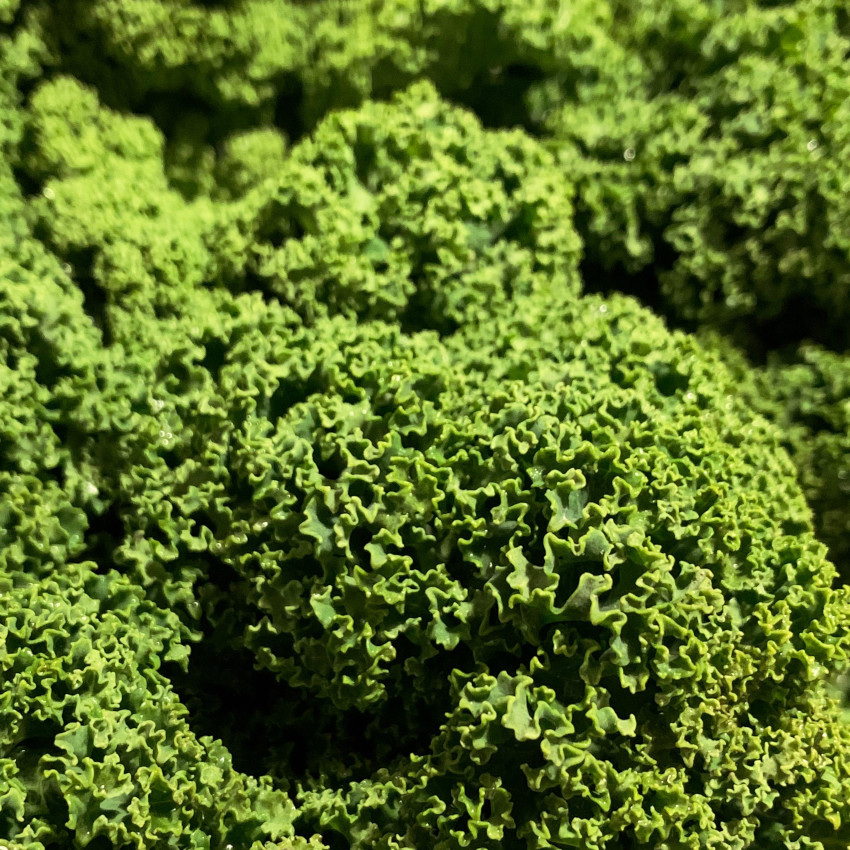 Grünkohlchips knusprig selber machen