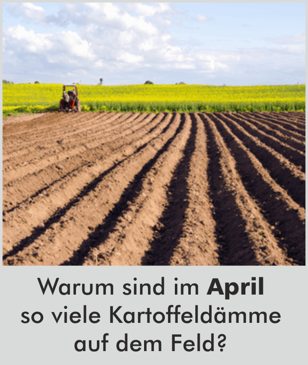 Warum sind im April so viele Kartoffeldämme auf den Feldern?