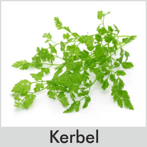 Kerbel