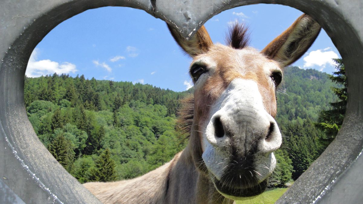 Bauernhof für Kinder