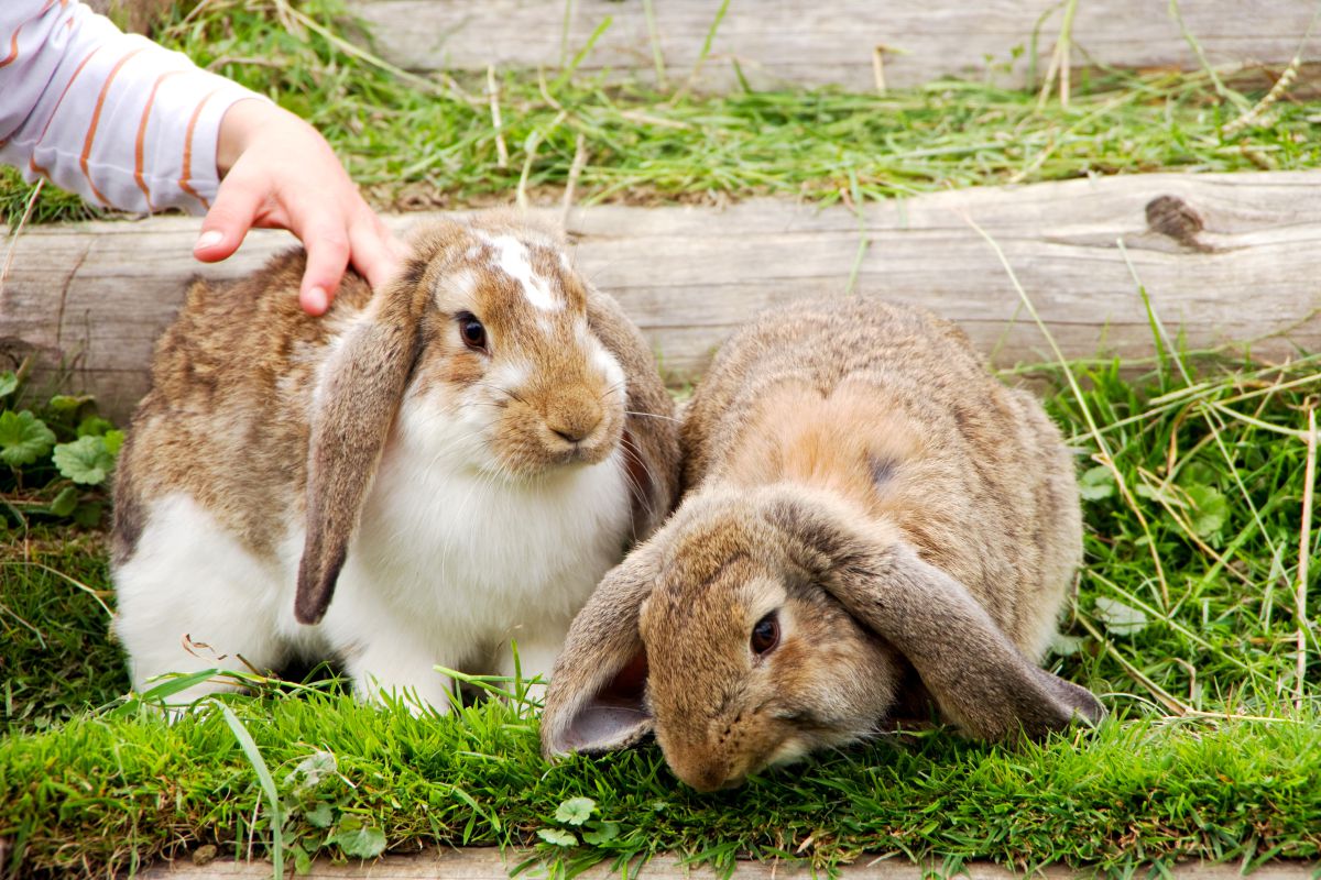 Streicheltiere für Kinder