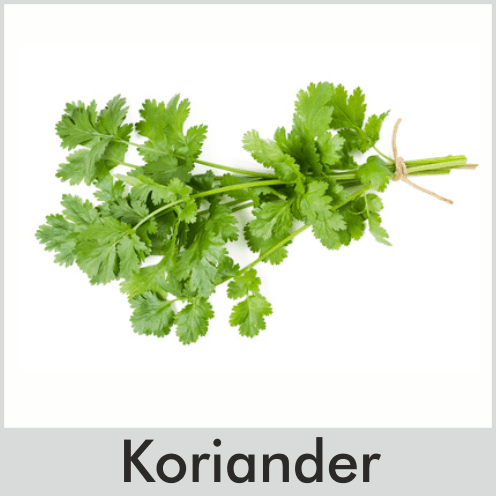 Koriander