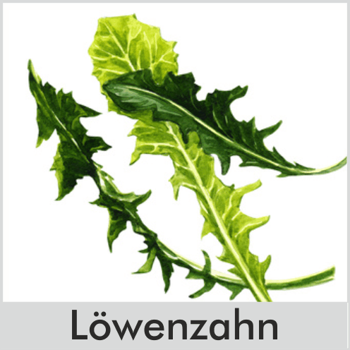 Löwenzahn
