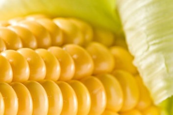Maiskolben für eine Maiscremesuppe