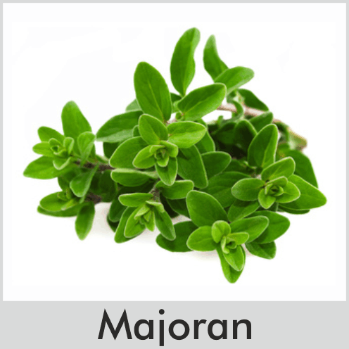 Majoran