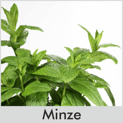 Minze